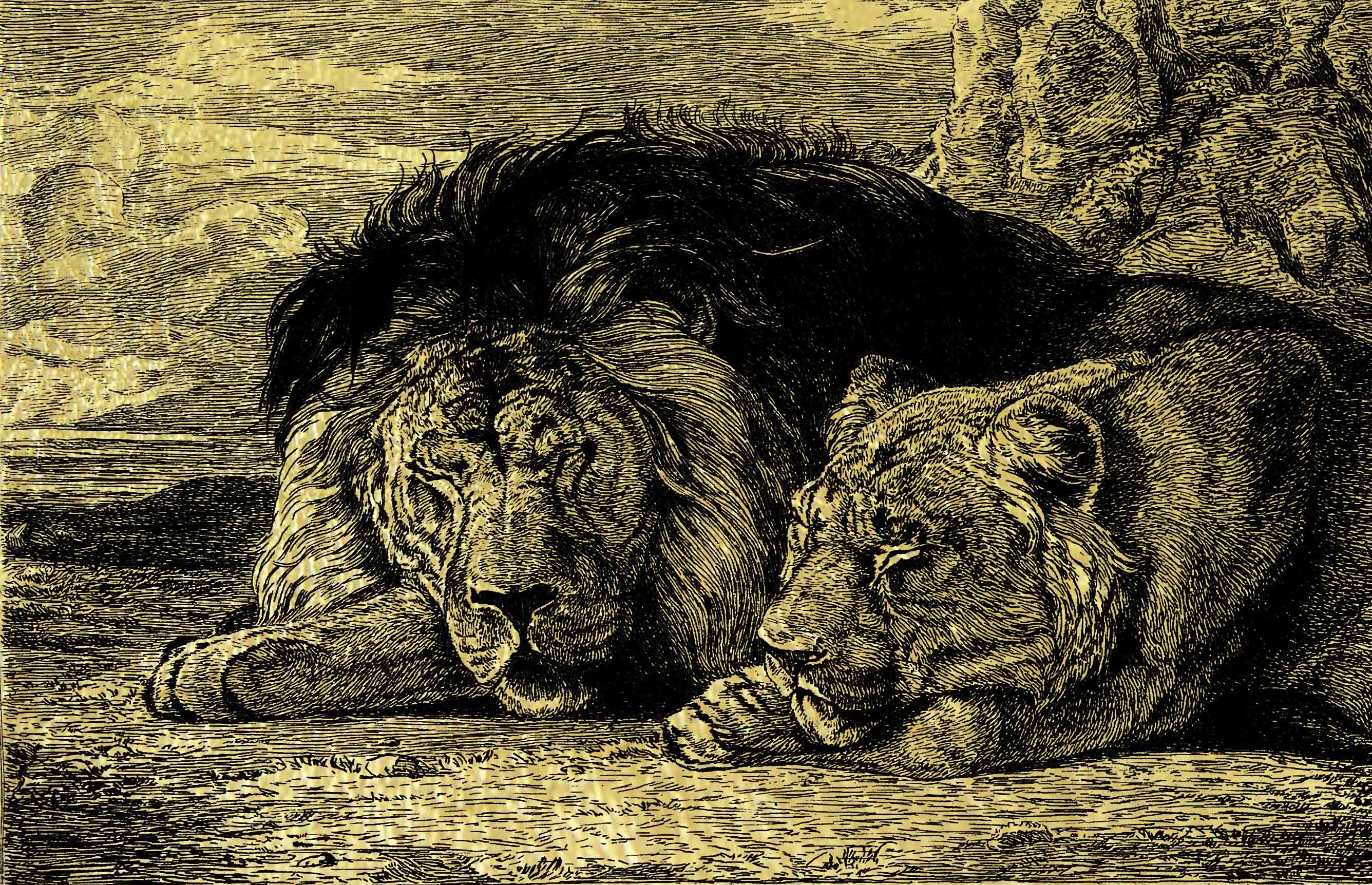 Золотая картина Лев И Львица