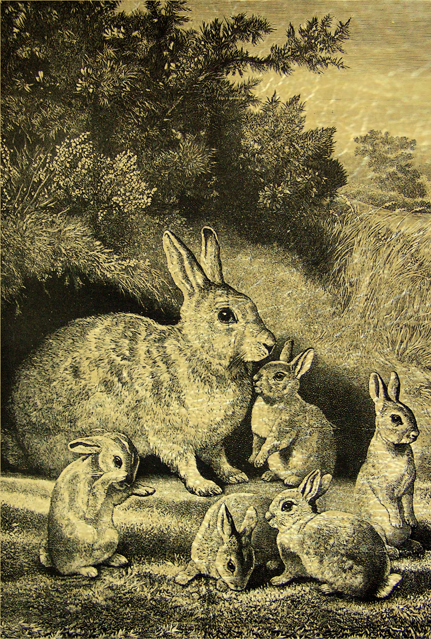 Золотая картина Гравюра Кролики