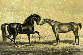 Золотая картина Пара Лошадей